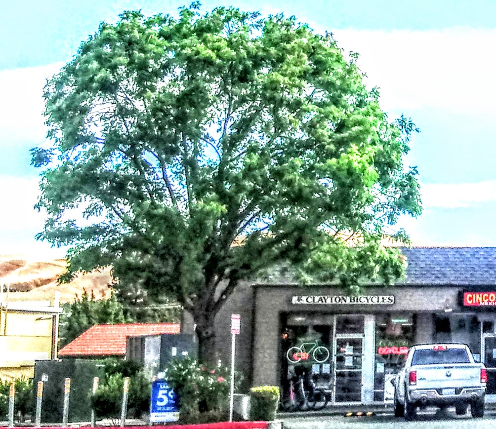 Clayton Bicycle Center - eBike shop in Clayton, CA