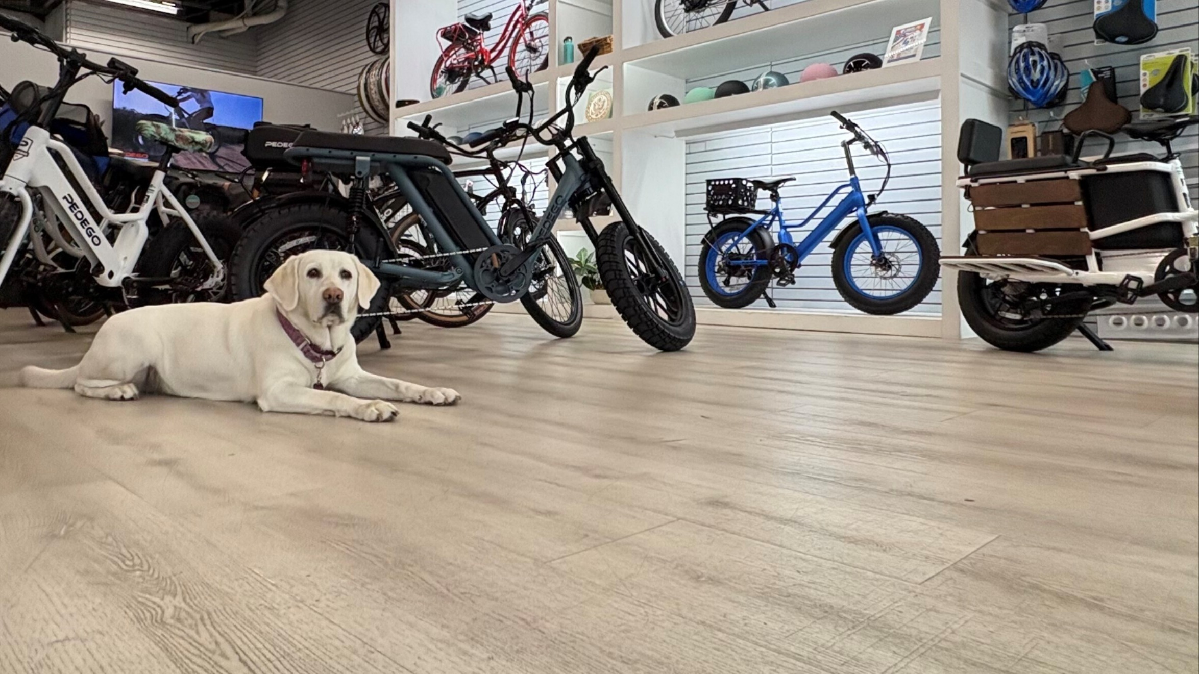 Pedego NSB - eBike shop in New Smyrna Beach, FL